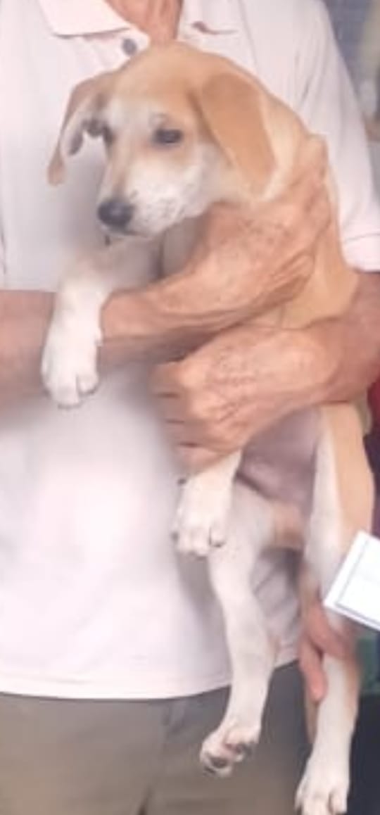 Buenos días este cachorro se perdió en #ColinasdeBelloMonte entre calles Casiquiare y Guárico.
Por favor si lo ven comunicarse al 
👉0424-1417577    #23Jun