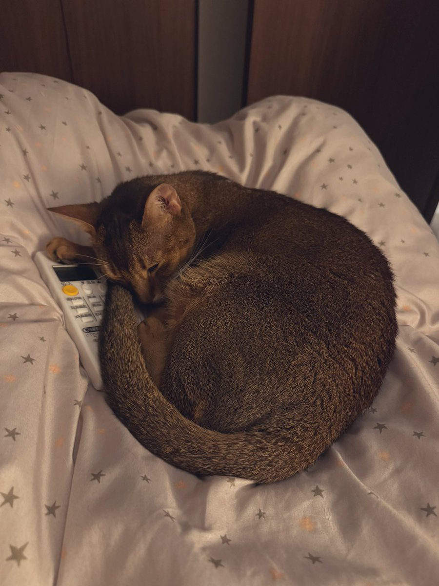 エアコンのリモコンだけは放さない、トラキチ