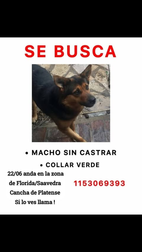 diegogoldin's tweet photo. Twitter, hacé tu magia. Se lo vio ayer en Fray Justo Sarmiento 90, Florida. @lagarzasosa_ #PerroPerdido  Por favor necesitamos ayuda https://t.co/UyiRKX4bb0
