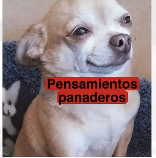 Lunes, amanece lloviendo, yo en corto: