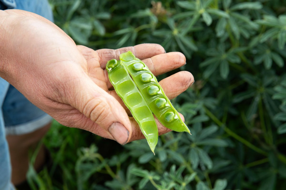 A new lupin feed guide is about to be released in Canada, offering an in-depth look at the latest background studies, current acreage, and updates on species-specific feed research. 

Read all about it at Dairy Global!
➡️ ow.ly/wzem50WeARm

#Feed #Lupin #Feedguide