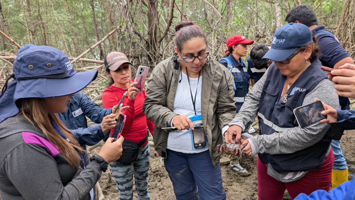 UNESCOQuito's tweet photo. 🌱 Restaurar un manglar es también restaurar vínculos, defender derechos y sembrar futuro. En el programa #SeedingSustainability, comunidades y expertos trabajaron juntos por la conservación de los manglares, integrando ciencia, saber local y acción climática. #UNESCO #MangRes https://t.co/l5Pt2Ih5OL