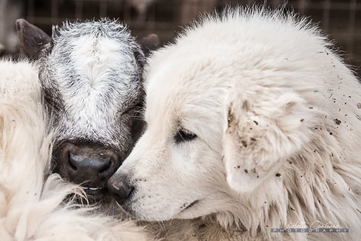 Achille ieri e oggi 
Nella prima foto era appena nato, coccolato dall'abbraccio di un cane maremmano.
Nella seconda è cresciuto, libero, accanto a Massimo
Achille è nato 3 anni e mezzo fa a Capra Libera Tutti perché sua madre, Lara, era riuscita a scappare da un allevamento.