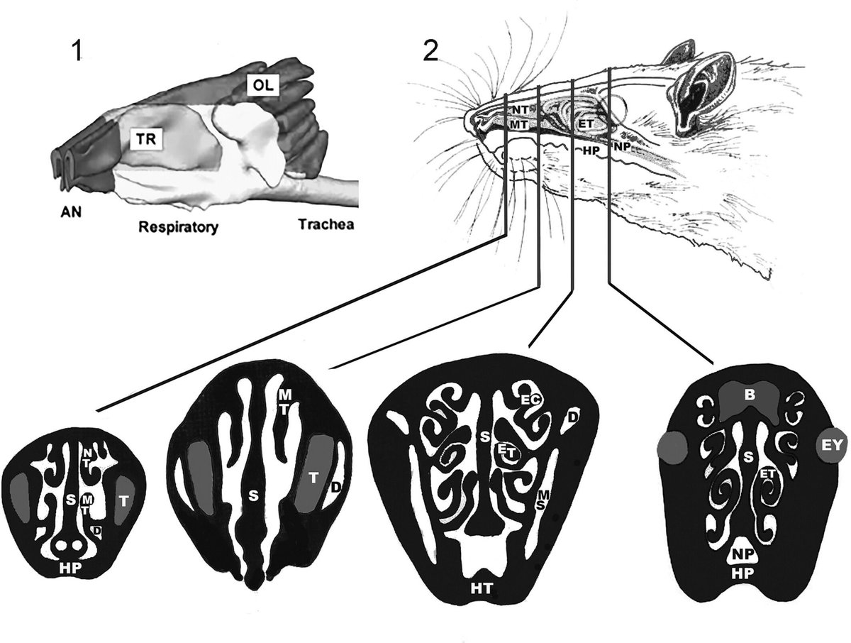AnatRecord's tweet image. How does the nose adapt to life underground? Using microCT to study nasal turbinals in caviomorph rodents, a recent study found that arid-dwelling burrowers have more complex respiratory structures—suggesting water-saving adaptations.
Belén Baldo et al.: anatomypubs.onlinelibrary.wiley.com/doi/10.1002/ar…