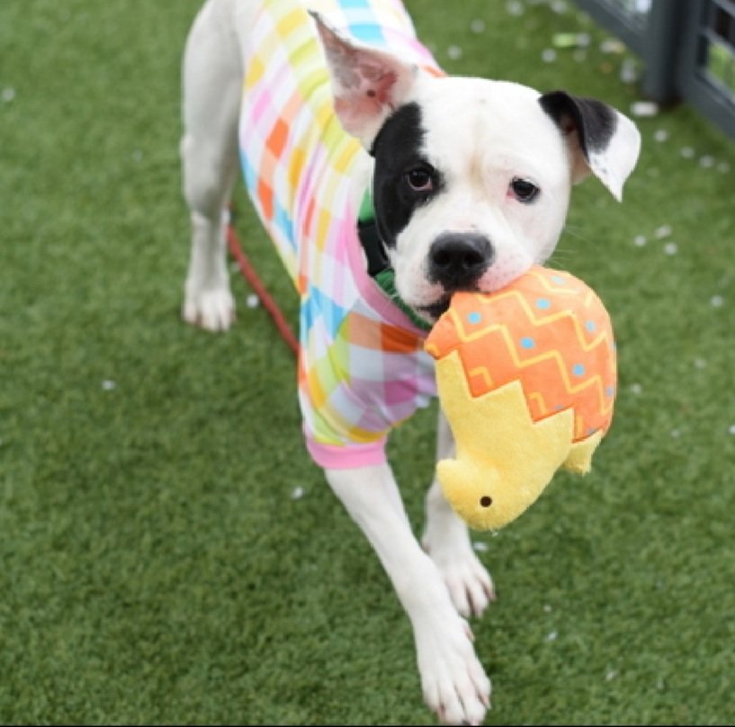 💔Marvelous💔
#NYCACC #224097 1y
▪️Relisted TBK: 6/24💉 

Precious, sweet baby's💔, waiting 70 D, now listed 4 fear!
Digs @ door, bounces off cell walls.
Who cld blame her?
Deserves loving, N.East #Foster/#Adopter, 4 security, 2 decompress + blossom as yr BFF.

DM <a href="/CathyPolicky/">Cathy Policky</a>