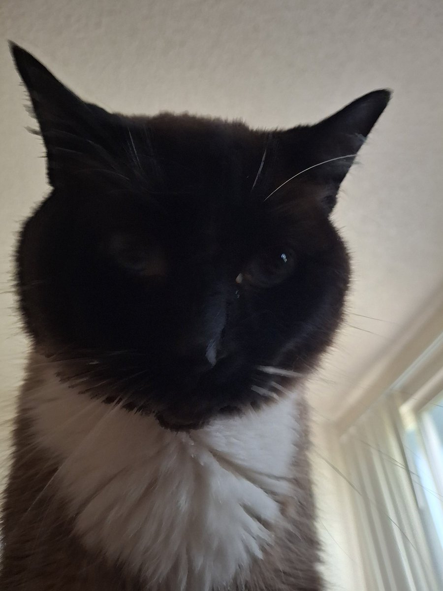 ExcaliburID's tweet image. Beating all predators n master in lobby Streamm pagiii
COME TO MY STREAM MEOWNAGER DEMAND IT
Twitch.tv/ExcaliburID