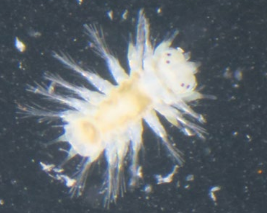 Porcupine Marine (@porcupinemnhs) on Twitter photo Poole Harbour Zooplankton 2011 to 2024: a citizen science monitoring project - latest featured article in the Bulletin of <a href="/PorcupineMNHS/">Porcupine Marine</a> by Andrew Powell from the Poole Harbour Study Group. Want to find out more, why not become a member: pmnhs.co.uk/why-not-join-us <a href="/PHSG2018/">Poole Harbour Study</a> Poole Harbour Zooplankton 2011 to 2024: a citizen science monitoring project - latest featured article in the Bulletin of <a href="/PorcupineMNHS/">Porcupine Marine</a> by Andrew Powell from the Poole Harbour Study Group. Want to find out more, why not become a member: pmnhs.co.uk/why-not-join-us <a href="/PHSG2018/">Poole Harbour Study</a>