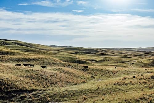 RanchWork's tweet photo. Ranch Foreman needed at Cattle &amp; Grazing Management Operation in Nebraska ~ $65k-$70k
https://t.co/9Re0j0EMEX https://t.co/rJrVJVIbcq