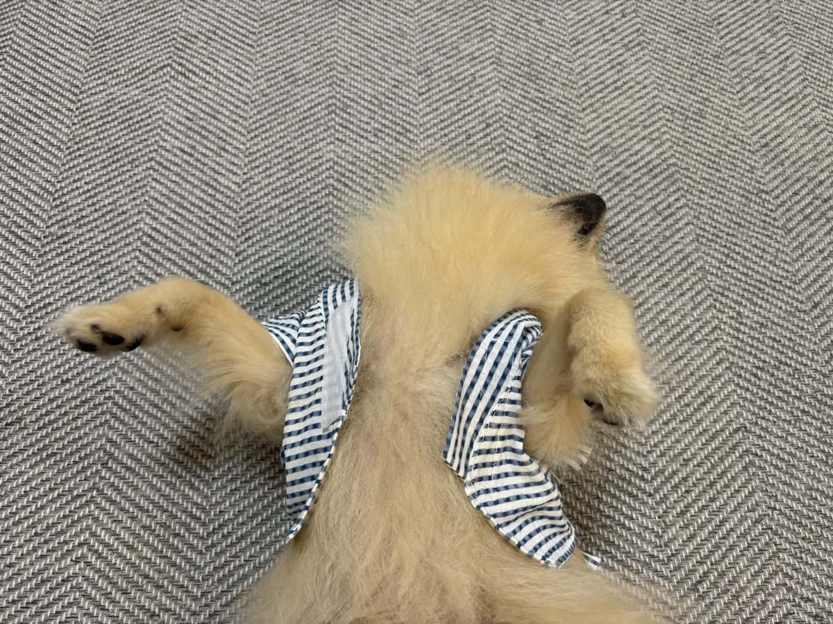 もふもふ分足りませんでした