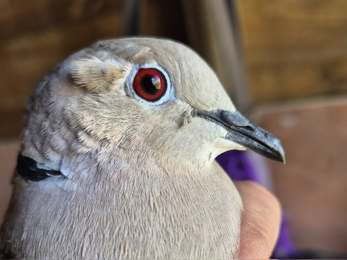 Amy W Schwartz tweet media