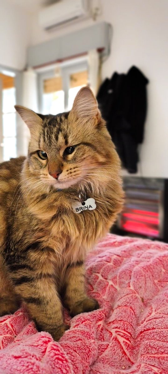 #nadiedicenada 
Buen día churros, ella es Brina😍