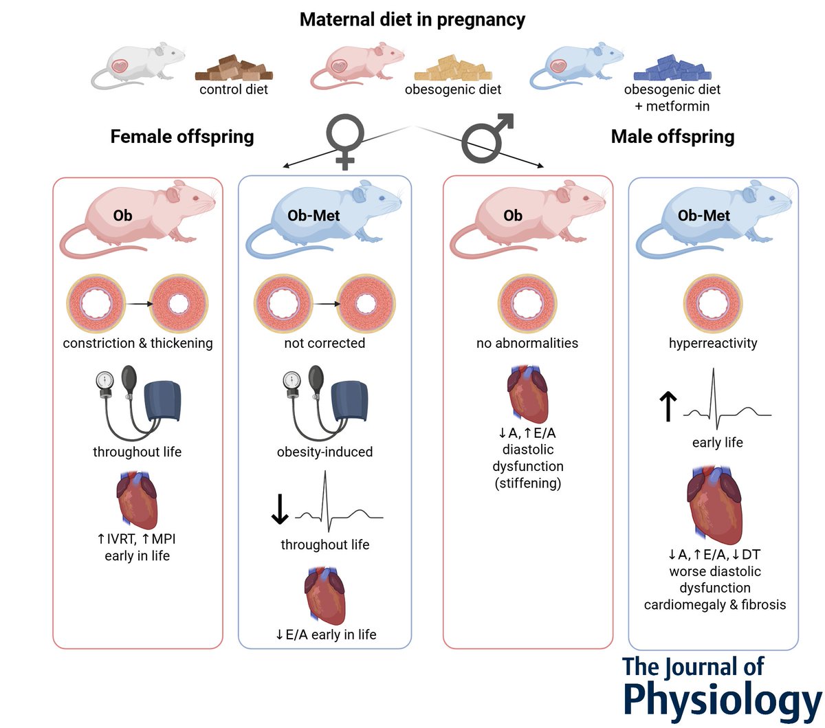 Our new paper showing sex-specific adverse #cardiovascular outcomes of prenatal #metformin exposure in a mouse model of diet-induced glucose intolerance is out now in <a href="/JPhysiol/">Journal of Physiology</a> 🐁❤️ ♂️♀ physoc.onlinelibrary.wiley.com/doi/10.1113/JP… in collab with <a href="/ozannelab/">Ozanne lab</a> <a href="/Giussani_Lab/">GiussaniLab</a> #DOHaD