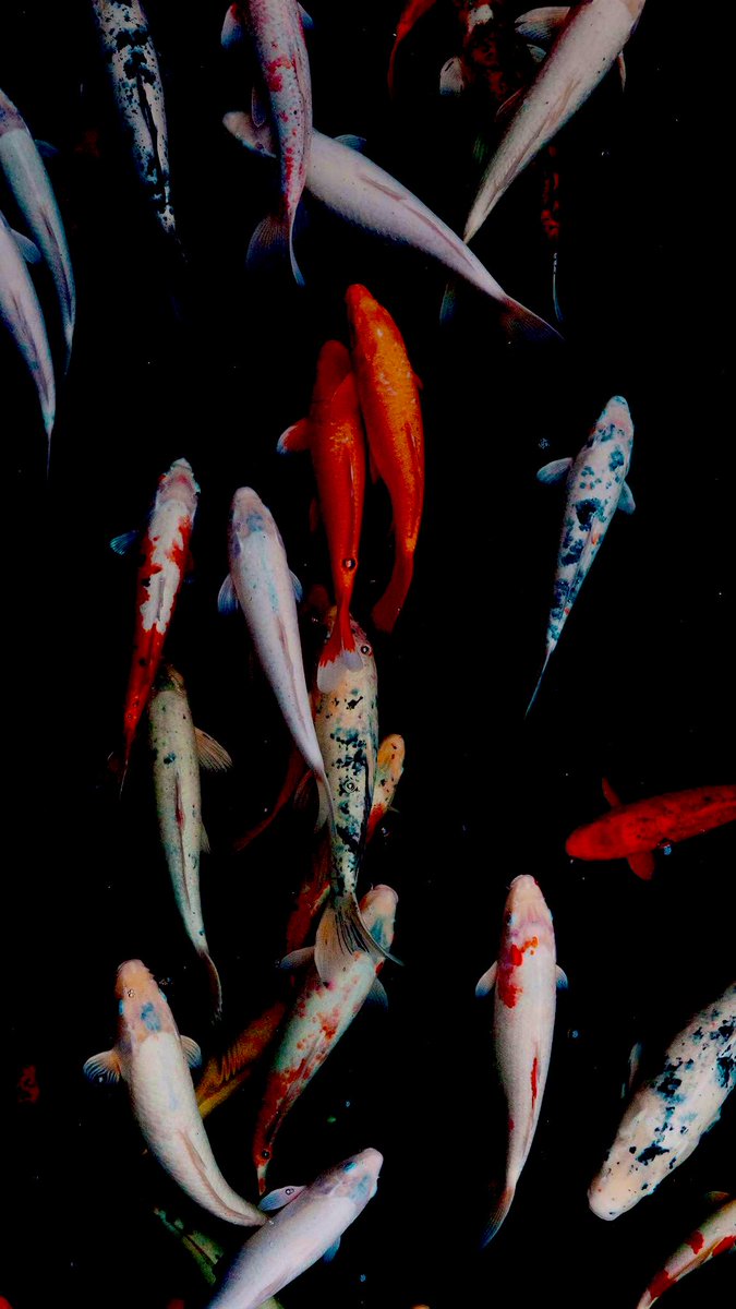 ForuMMail tweet media