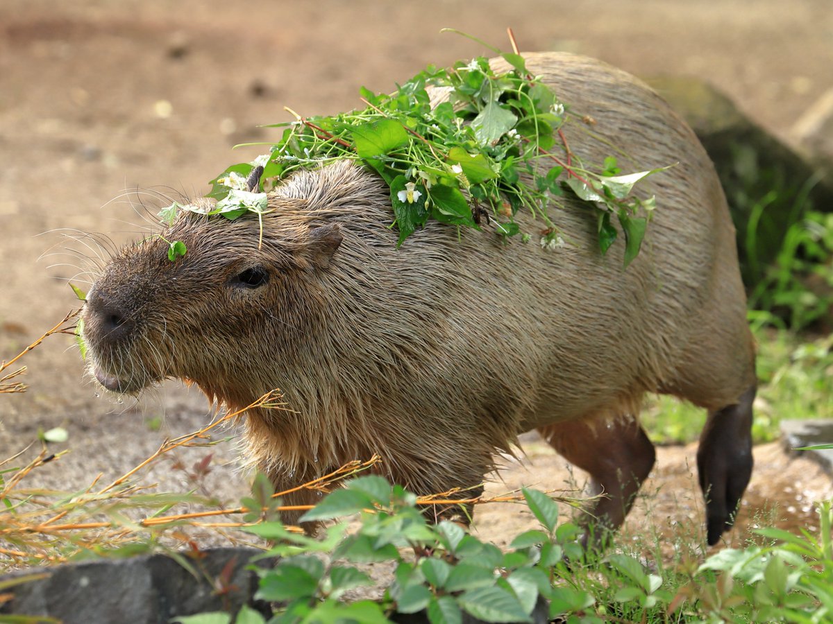 #カピバラ です。世界最大の齧歯類です。
彼らは、食料を背負って、長距離の移動に備えます。
（ｴ ´ ＼ 晩ごはん まだかな…
#金沢動物園 #横浜 #capybara