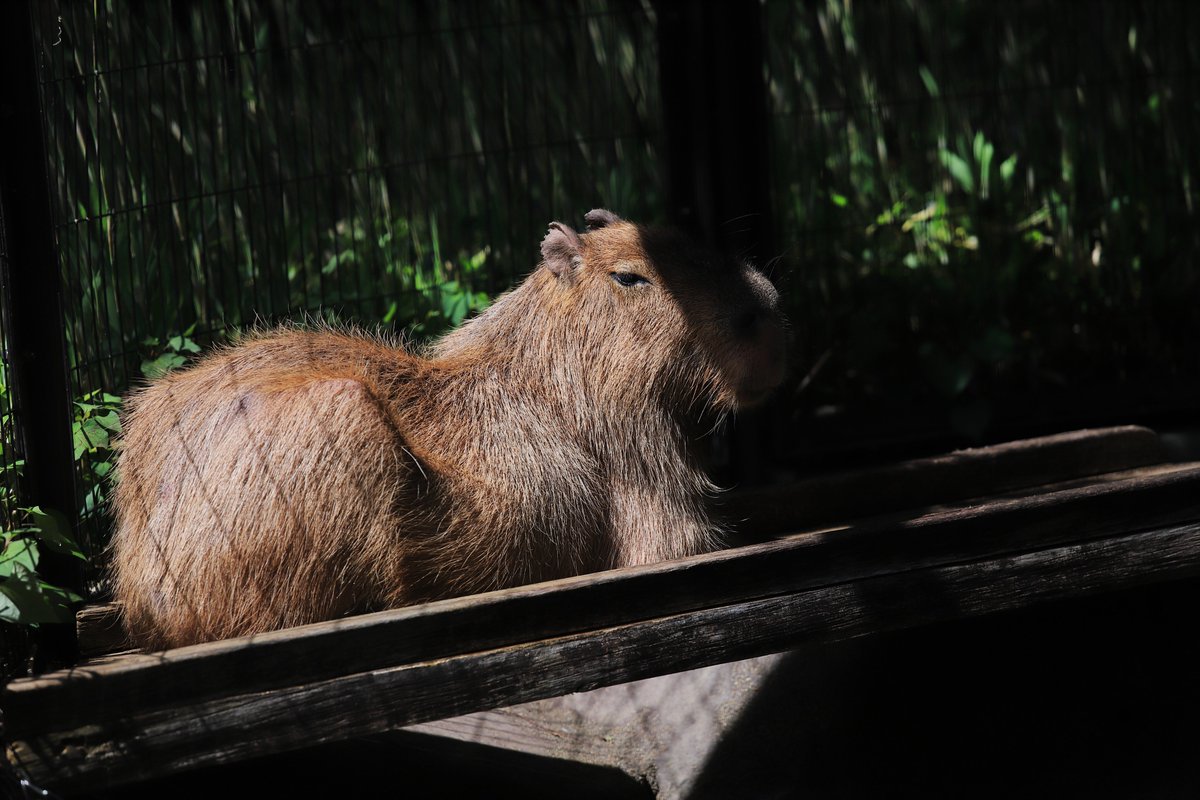 ヒナタ ブリッジ（？）に、落ち着く なえくん。
#カピバラ #井の頭自然文化園 #吉祥寺 #capybara