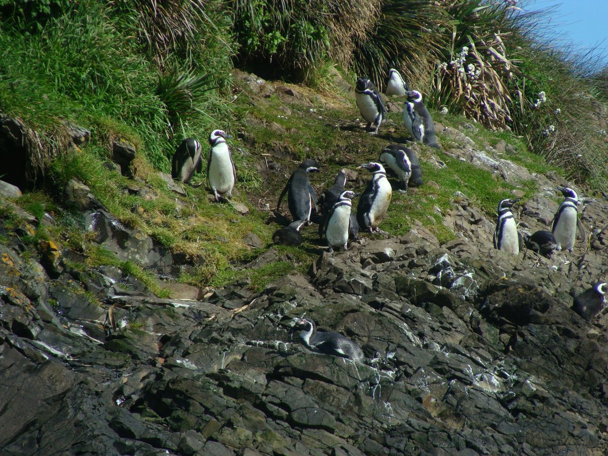 conaf_loslagos's tweet image. Importante reunión desarrolló Conaf junto a la comunidad y di ferentes actores con el fin de potenciar el cuidado y conservación de todo el ecosistema de los Islotes de Puñihuil de Ancud @conaf_minagri @Sernatur