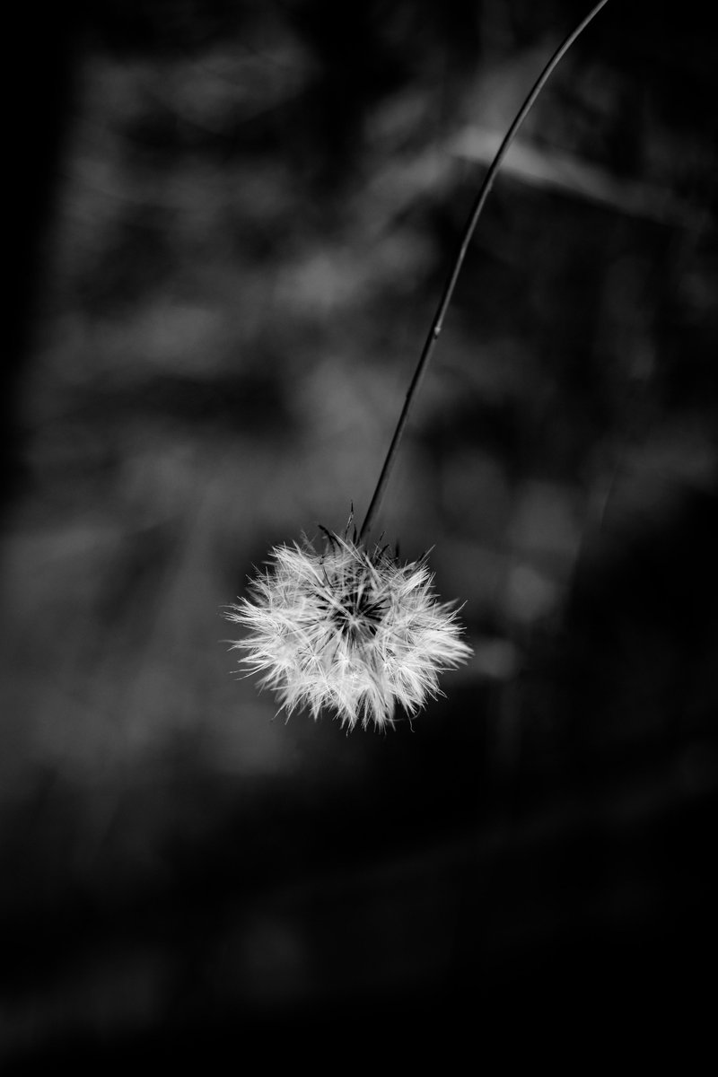 teo_BD0807's tweet image. 線香火花
