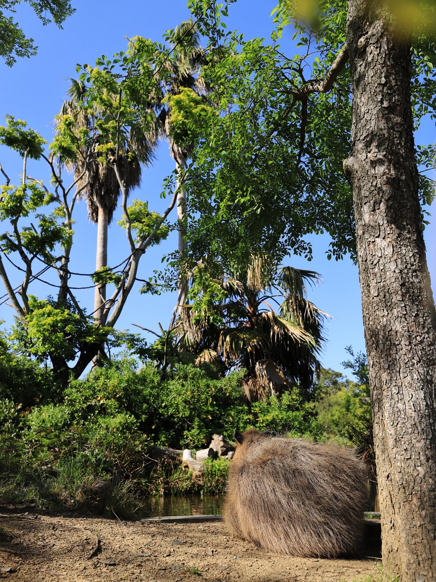 深緑 降り注ぐ #けつようび 
#カピバラ #ときわ動物園 #capybara