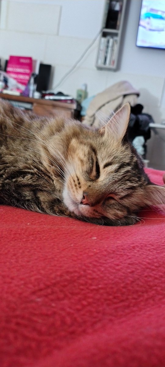 #nadiedicenada Buen día churros, ella es Brina😍