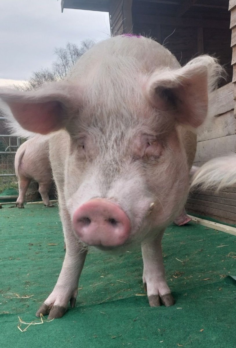 Kim Rathbone (@rathbonekim) on Twitter photo Pigoneer Pig Of The Day Zippy!
Ziggy is another member of the exclusive Little Boys group🐷
He likes nothing more than hanging out & playing with his pals Rio & Sprout.
Join the Pigoneers to help support Zippy & the other 98 rescue pigs <a href="/BTWsanctuary/">Beneath The Wood Sanctuary Ⓥ 𓃟 Pigoneer</a>
globalvegancrowdfunder.org/pigoneer-2000-… Pigoneer Pig Of The Day Zippy!
Ziggy is another member of the exclusive Little Boys group🐷
He likes nothing more than hanging out & playing with his pals Rio & Sprout.
Join the Pigoneers to help support Zippy & the other 98 rescue pigs <a href="/BTWsanctuary/">Beneath The Wood Sanctuary Ⓥ 𓃟 Pigoneer</a>
globalvegancrowdfunder.org/pigoneer-2000-…