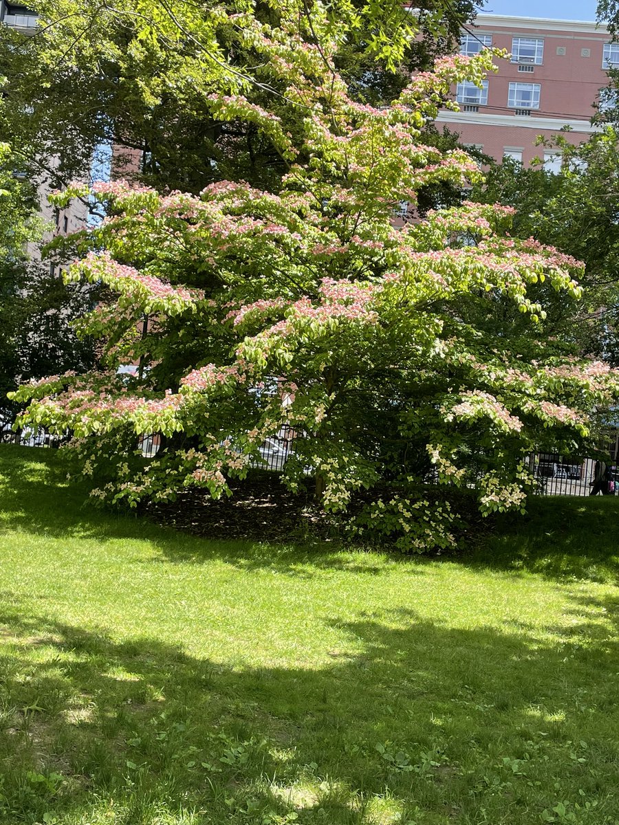 Hello from the Halifax Public Gardens this is a beautiful tree it's got kind of pink little flowers on it but I can't figure out what it is I don't think it's a cherry tree!