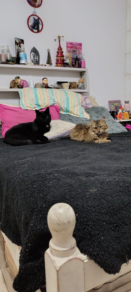 #nadiedicenada Buendía churros ellos son Brina y Salem 😍😍