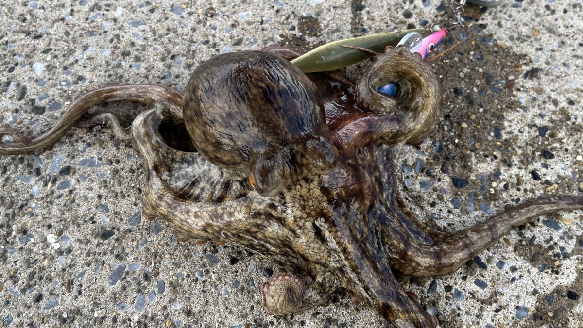 Sablemay's tweet image. タコ6連勝！しかもタコで初ツヌケ！
やっと釣り方のひとつがわかってきた気がする。