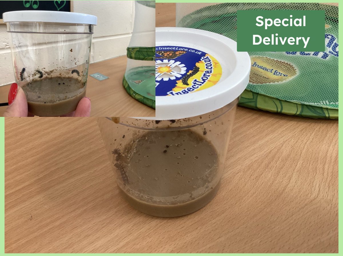 GatesPenguins's tweet image. Today we received a very special delivery, we can’t wait to watch our caterpillars grow! #thegateseyfs #thegatesscience