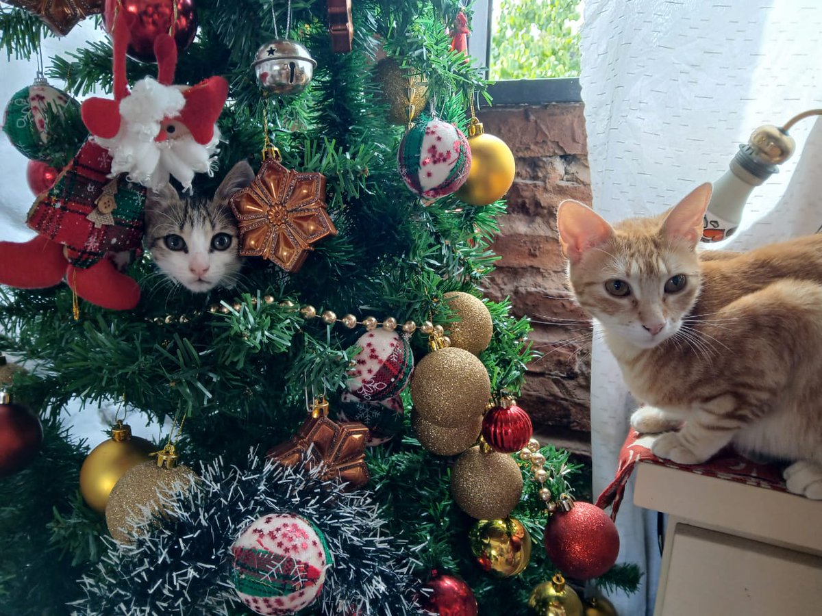 espaulen's tweet photo. Jugando con el arbolito en navidad 😻 
#nadiedicenada @nadiedicenada_ https://t.co/GyOpPRIkLN
