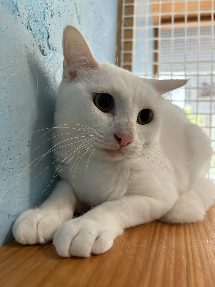 dear_cat_cafe's tweet photo. 1枚目、新メンバーのあおちゃん🥰

2枚目、マイちゃん、アイちゃん🤗🤗

昨年は白猫さんすっごくすっごく多い年でした！

みんな里親さんを待ってます☺️

検査(陰性)やワクチン、手術は済んでます！
その他詳細は店内で直接お尋ね下さい🥰 https://t.co/Qt2bVEyfZt