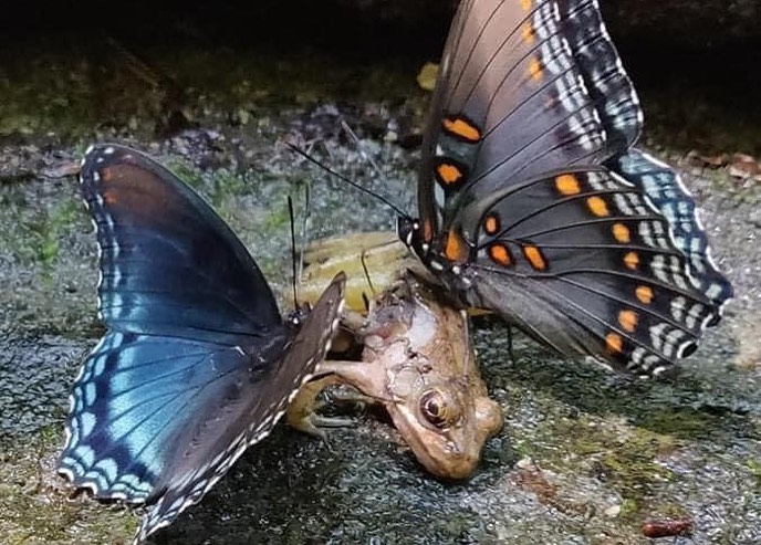 bootleg_images_bot(twee!:void(0)-+**** (@chronic_clinic_) on Twitter photo 