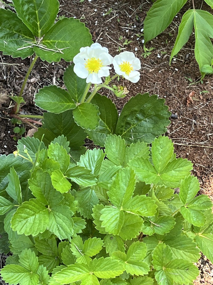 My strawberry babies! I planted from seed. Another experiment … i’m learning. 🍓