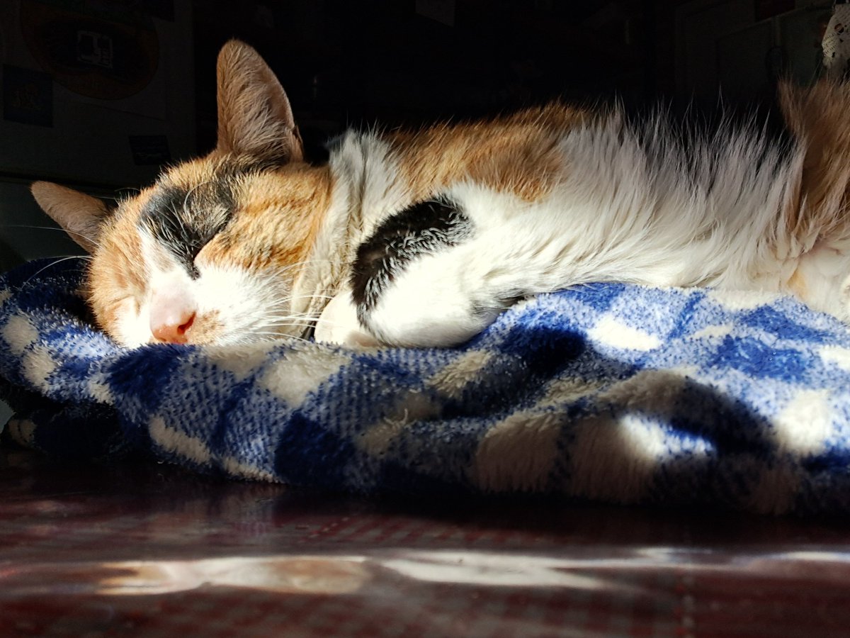 LeissaV's tweet photo. #nadiedicenada Ella es cai, mi viejita de 11 años https://t.co/Fwe1UlZMov