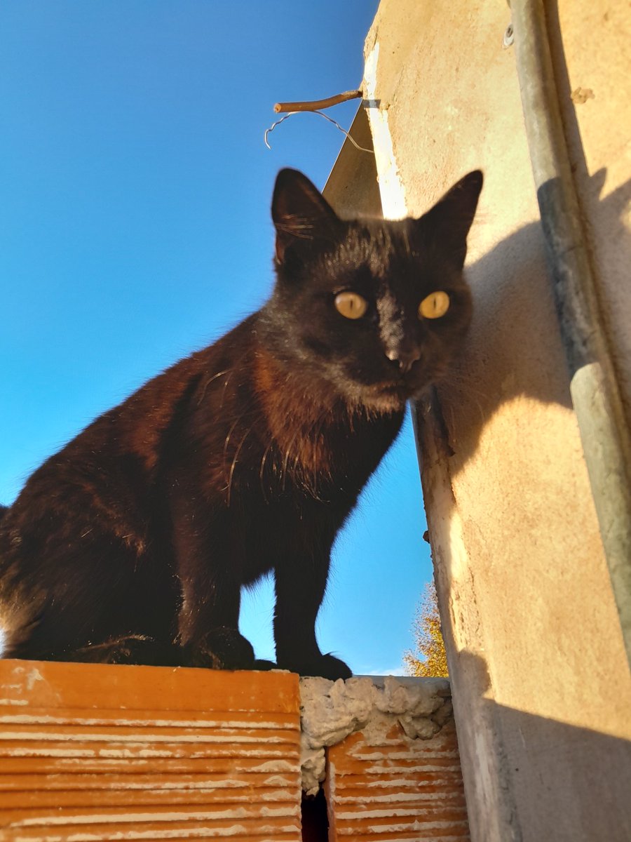 Ro_Armanii's tweet photo. Pantera al solcito del invierno #nadiedicenada https://t.co/YnVRKFf8fo