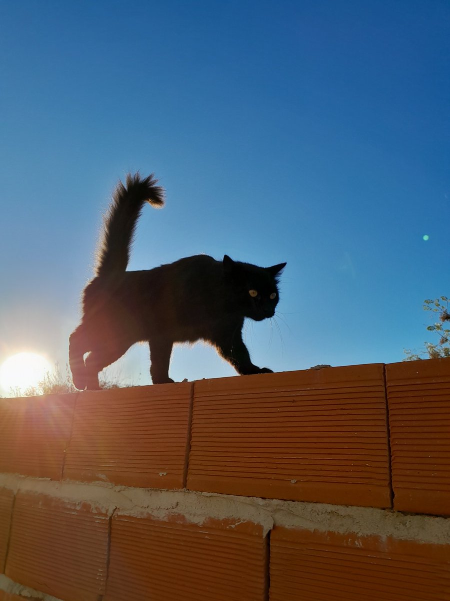 Ro_Armanii's tweet photo. Pantera al solcito del invierno #nadiedicenada https://t.co/YnVRKFf8fo