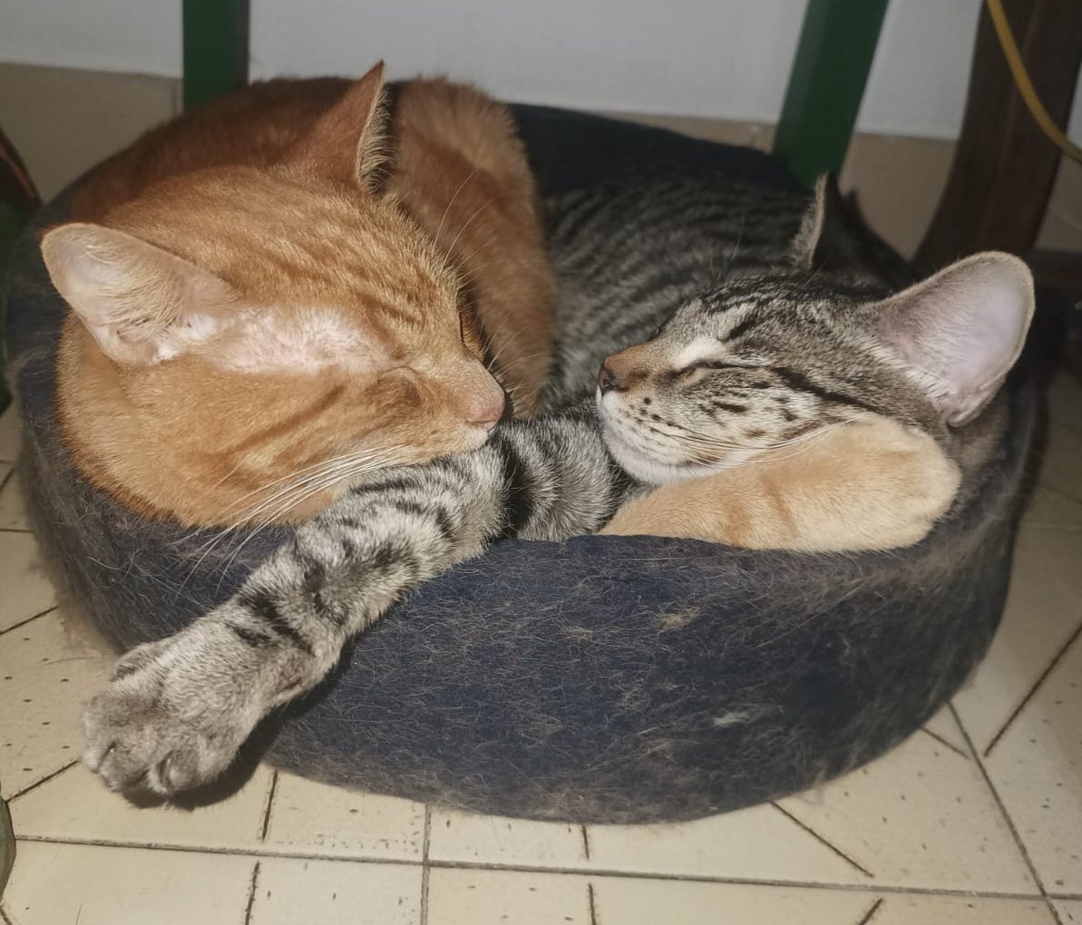pablitooleonel1's tweet photo. Los Michis de la casa #nadiedicenada https://t.co/OISxs5psyA