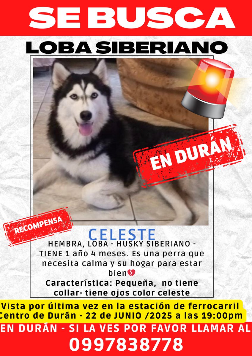 majitopmartinez's tweet photo. POR FAVOR AYÚDENME A ENCONTRAR A MI PERRITA🙌🏻🙌🏻
Si la has visto o tienes alguna información, comunícate conmigo al número: 0997838778
Se perdió: CENTRO DE DURÁN POR LA ESTACIÓN DEL FERROCARRIL APROX.
19h00 p.m
¡Gracias de corazón! Comparte este mensaje, ayúdame😭😭 #Durán #Duran https://t.co/W9lmASlyic