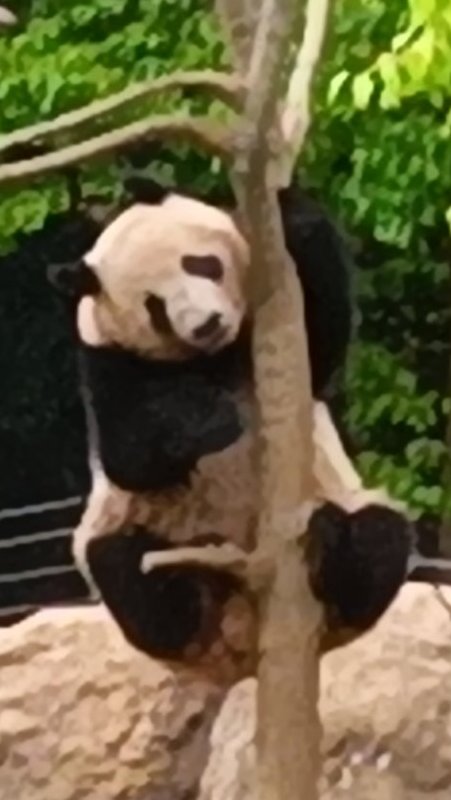 🎂🎀🌟🛁💐HAPPY💙🐼HAPPY💕🐼BIRTHDAY🍎🥕🎋🎉🍡 ＃４歳お誕生日おめでとう！！双子の🐼👶🐼がすっごく可愛くて😍😍元気に大きくなって、わんぱく ＃シャオ君 とおてんば ＃レイちゃん になりました。２人の成長が心から嬉しいの🥰美味しい🍎🥕🍡🎋気持ちいい🛁お庭で運動会🚩たくさんありがとう！