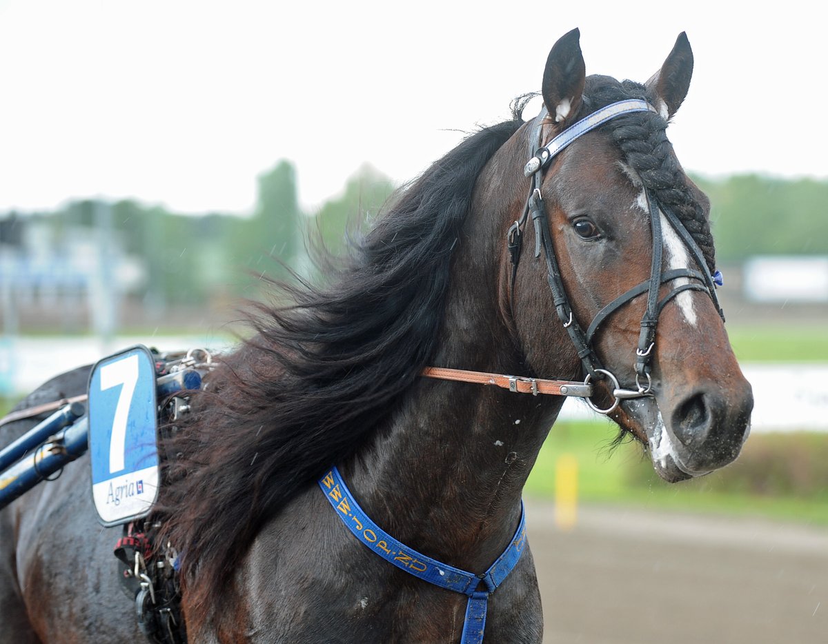 Söndag den 6 juli är det kallblod för hela slanten!  Vi tar emot anmälningar till och med onsdag den 2 juli 00.00, men vi förbehåller oss rätten att stänga anmälan tidigare. Anmäl genom att maila till kundtjanst@travera.nu