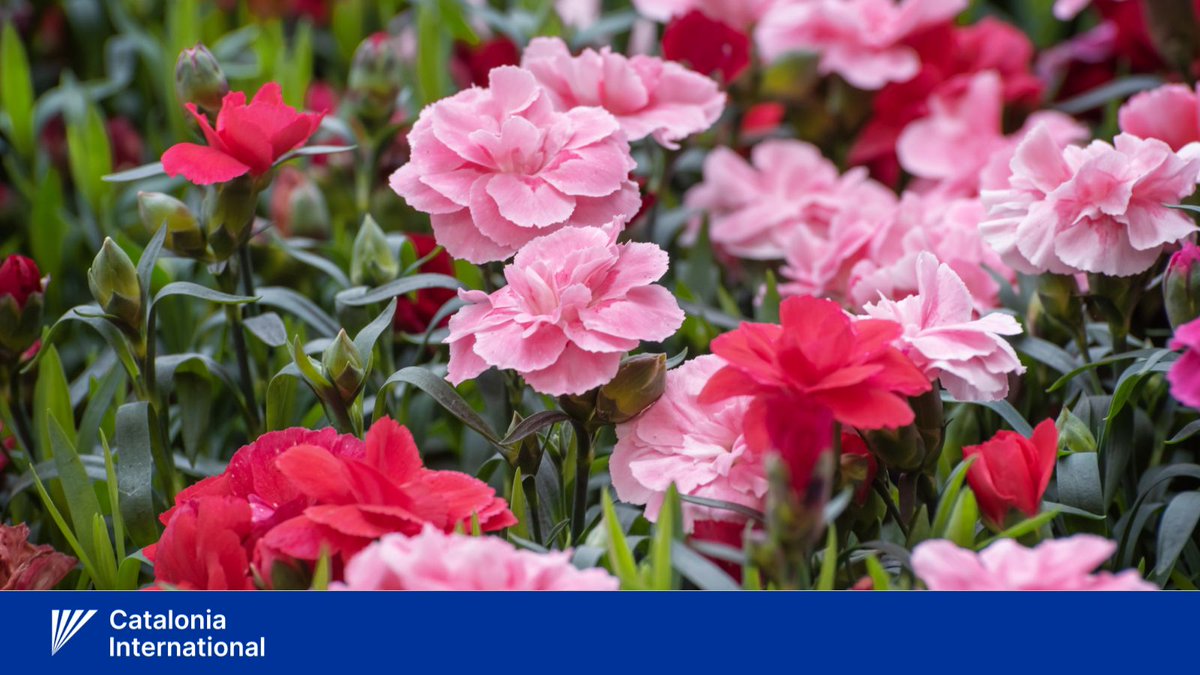 🇸🇮 We wish a happy Statehood Day of #Slovenia to all Slovenians in Catalonia, Slovenia and all over the world!

The red carnation is widely considered the national flower of Slovenia.

Vesel dan državnosti!  

Vse najboljše, Slovenija!  #DanDržavnosti #Slovenija
