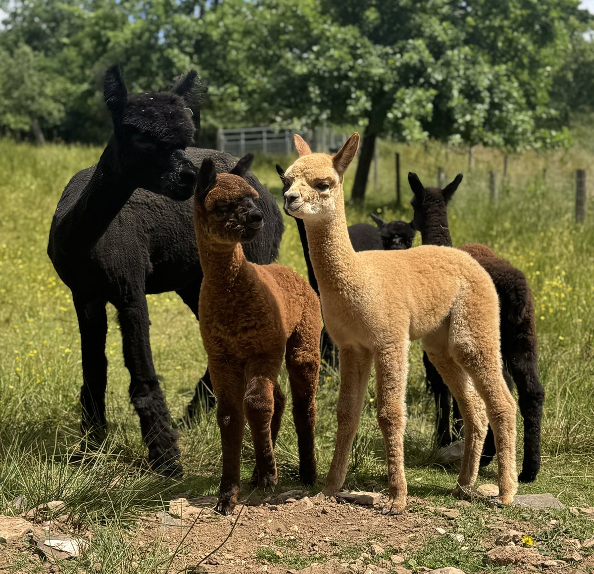 Amiryck Alpaca tweet media