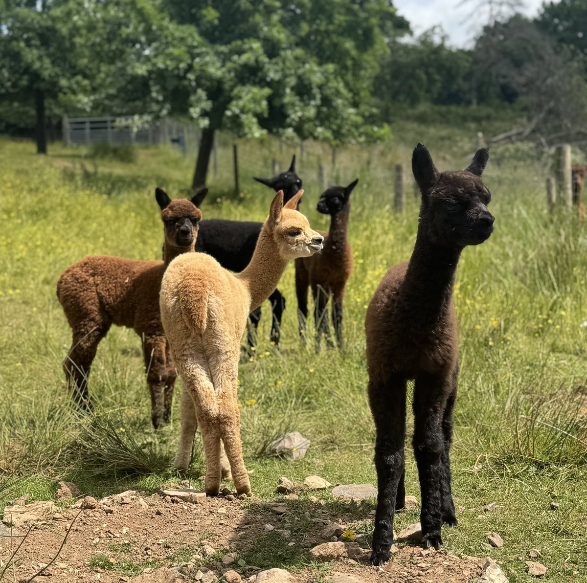 Amiryck Alpaca tweet media
