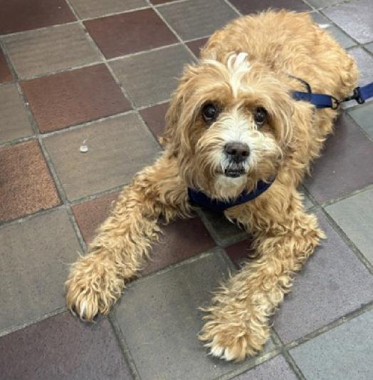 New intake in Manhattan ACC: 4 yr old incredibly adorable Ivy belongs safe in a loving home, not at-risk in a kill shelter. 
With real caring, patience and slow intros, she will be a perfect companion.
nycacc.app/#/browse/228223
#Adopt #Foster #Pledge4Rescue