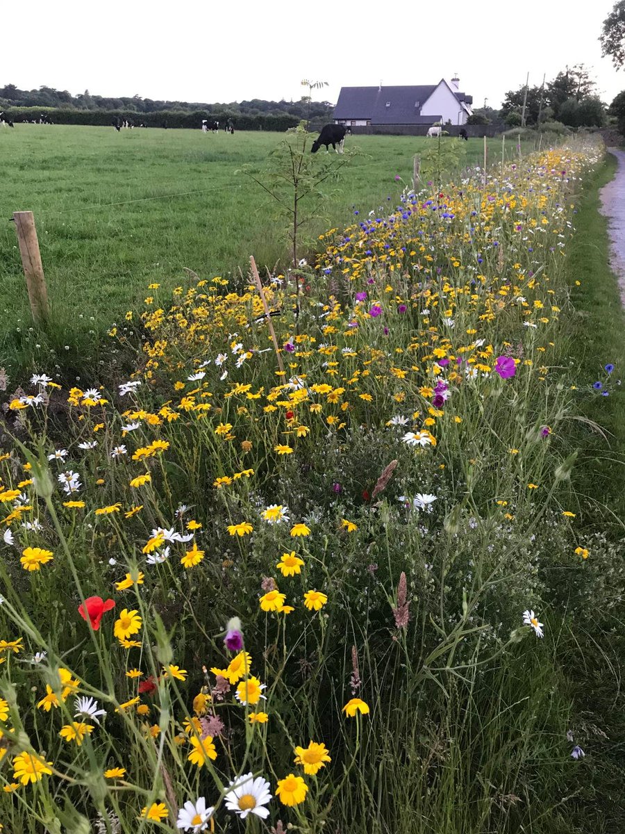 Seeded last Autumn, it's great to see this 100% Irish native wildflower mix from <a href="/GerminalAmenity/">Germinal Amenity</a> doing so well.