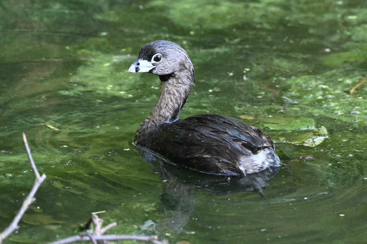 Did not have this Pied-billed Grebe on my bingo card this morning. What a nice surprise. #birds #birdwatching #birdcpp #MondayMorning #mymorningwalk