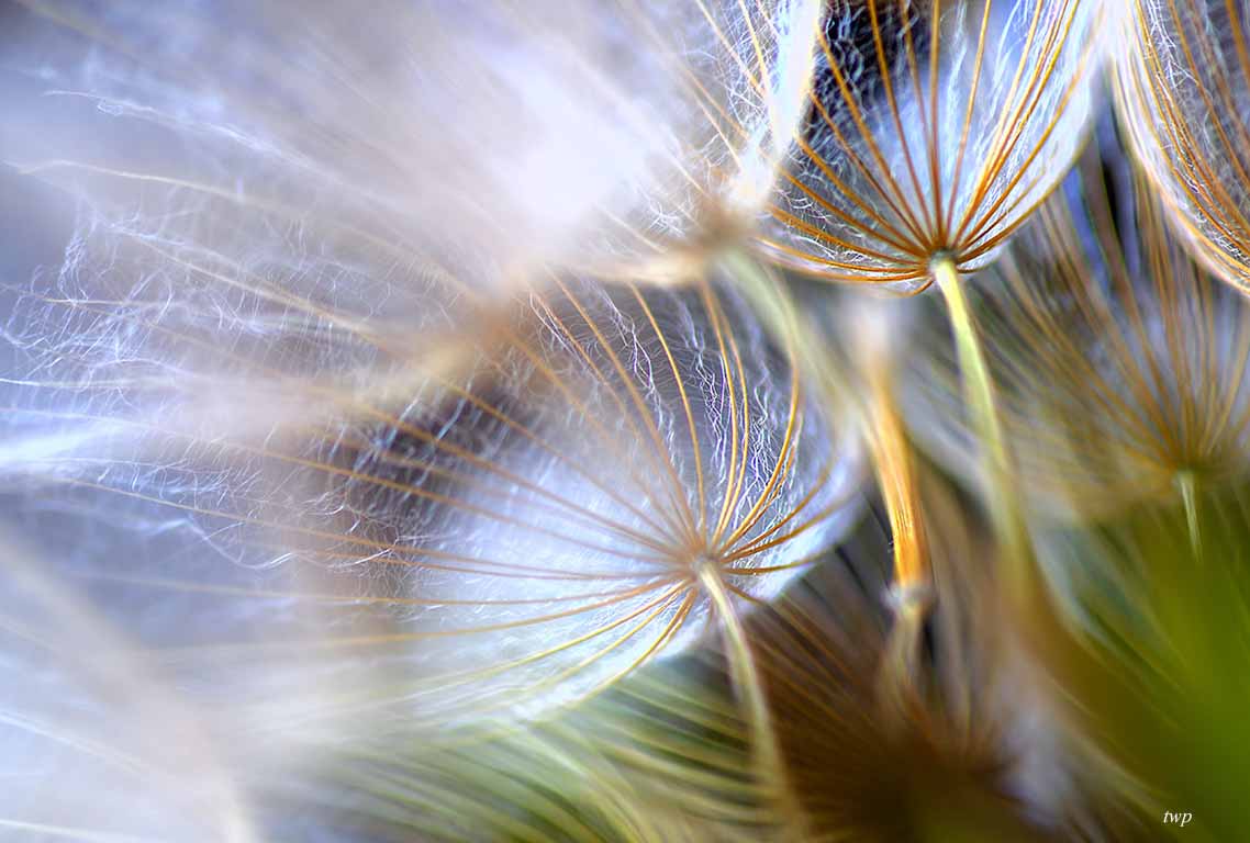 XTwilightWight's tweet image. #salsify #seeds #seedheads #flowers #isleofwight #macro #pentax #pentaxians
