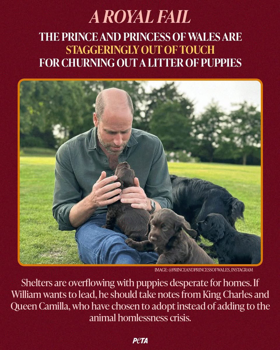 Why did they not follow the example of Camilla and adopt from Battersea