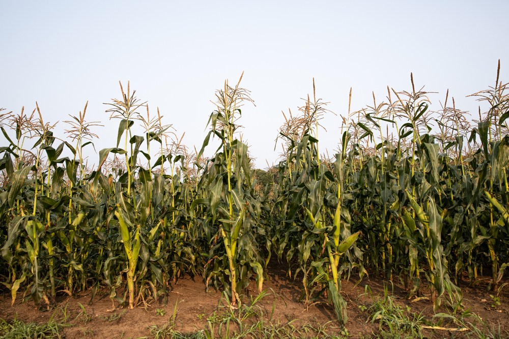 Weekly local harvests. Hand-picked freshness. A delicious way to connect with the season and local farmers.🍒🍋

The DLM Local Garden Box is your ticket to summer and early fall’s best produce.

Subscribe here &gt;&gt;&gt; hubs.li/Q03scQ9b0