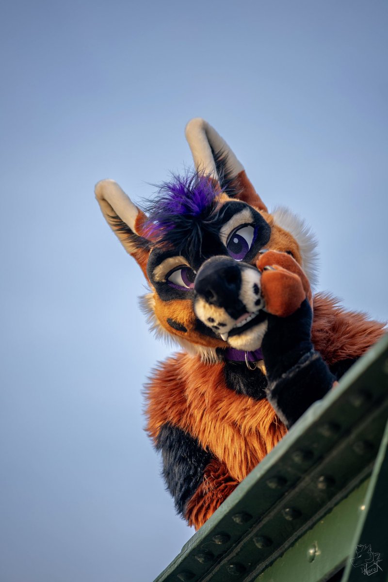 Looking at a cutie 🥰  #MFYMonday

🪡: <a href="/MadeFurYou/">Made Fur You</a> 
📸: <a href="/fur_nerox/">Nerox</a>