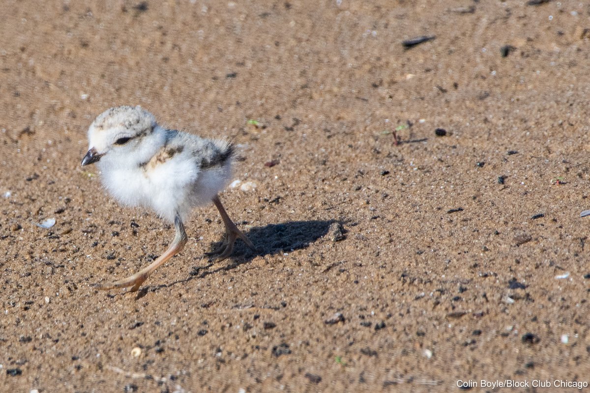 I spent my morning watching the 3 recently hatched piping plover chicks scamper about Montrose Beach alongside parents Imani and Sea Rocket! What a great start to the day, and another great chapter for the endangered birds.

STORY in <a href="/BlockClubCHI/">Block Club Chicago</a>: blockclubchicago.org/2025/06/22/3-p…